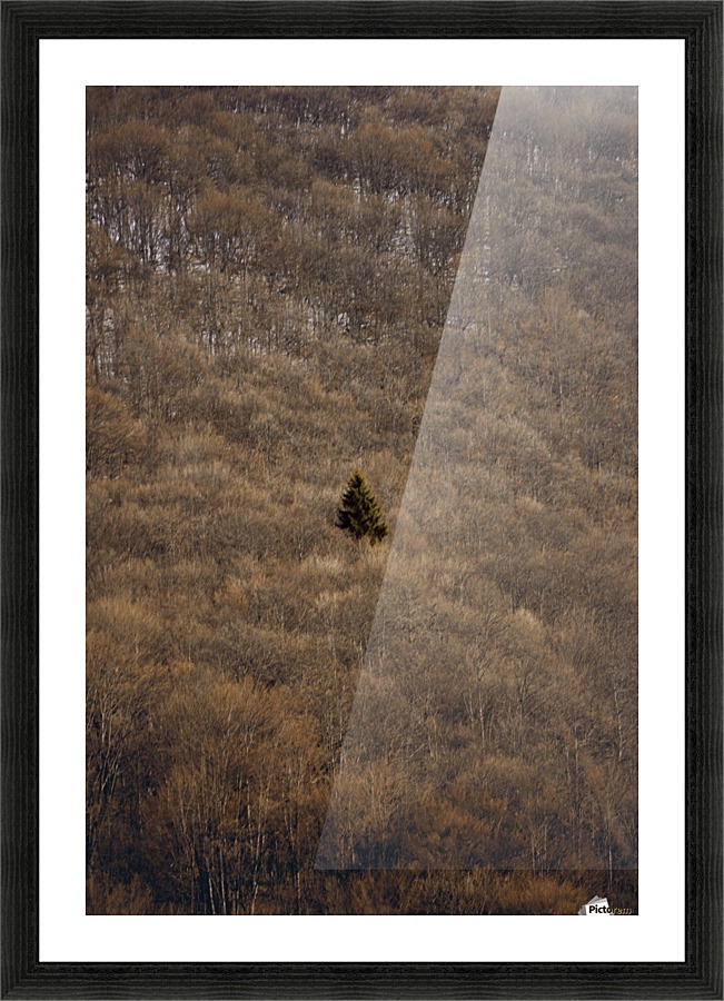 Why Picture Frame print