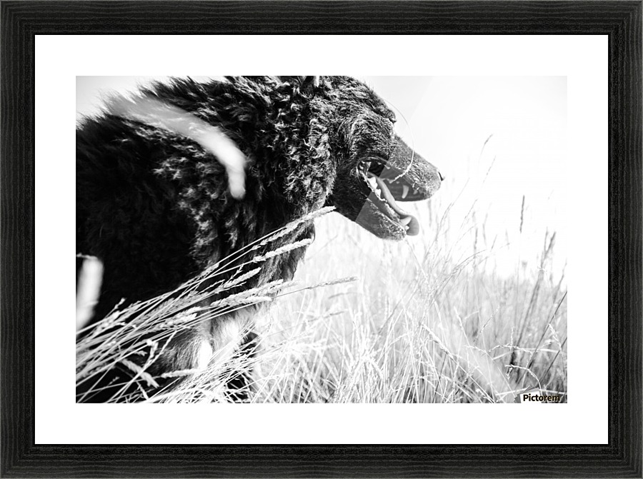 Wild days Picture Frame print