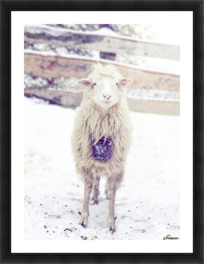 Thank you for the socks Picture Frame print