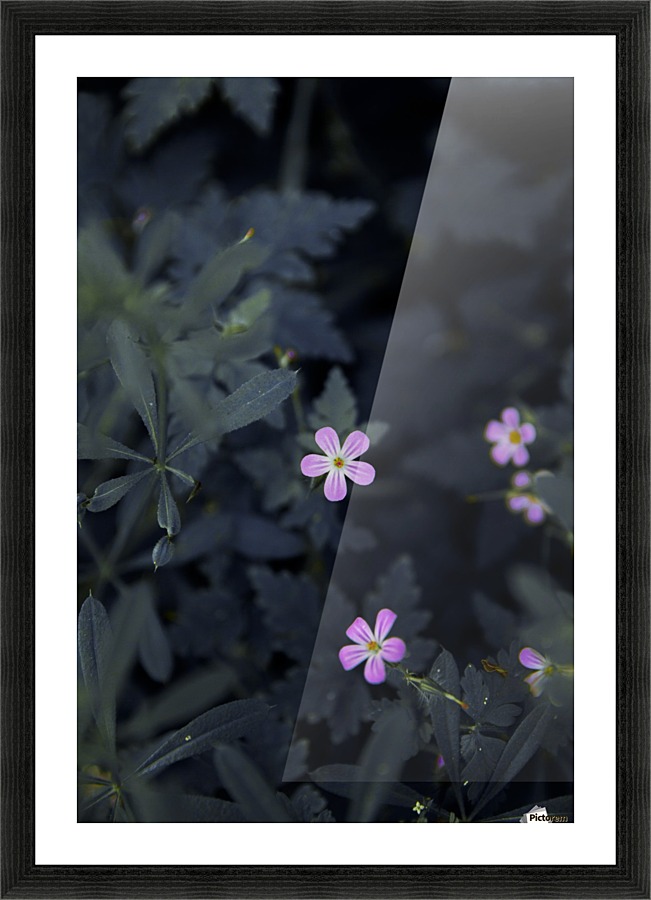 Under Moon light Picture Frame print