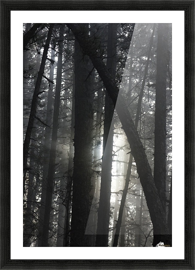 Forest ecosystem  Picture Frame print