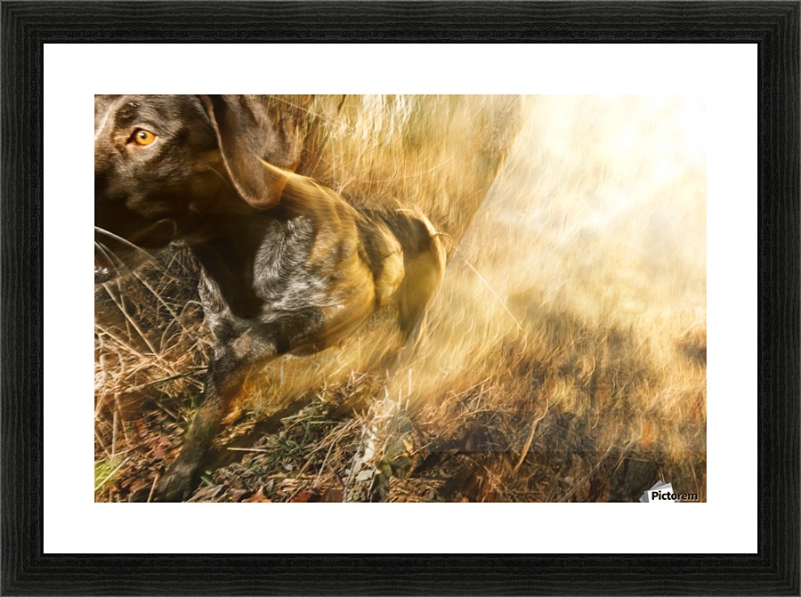 Sniff  Picture Frame print