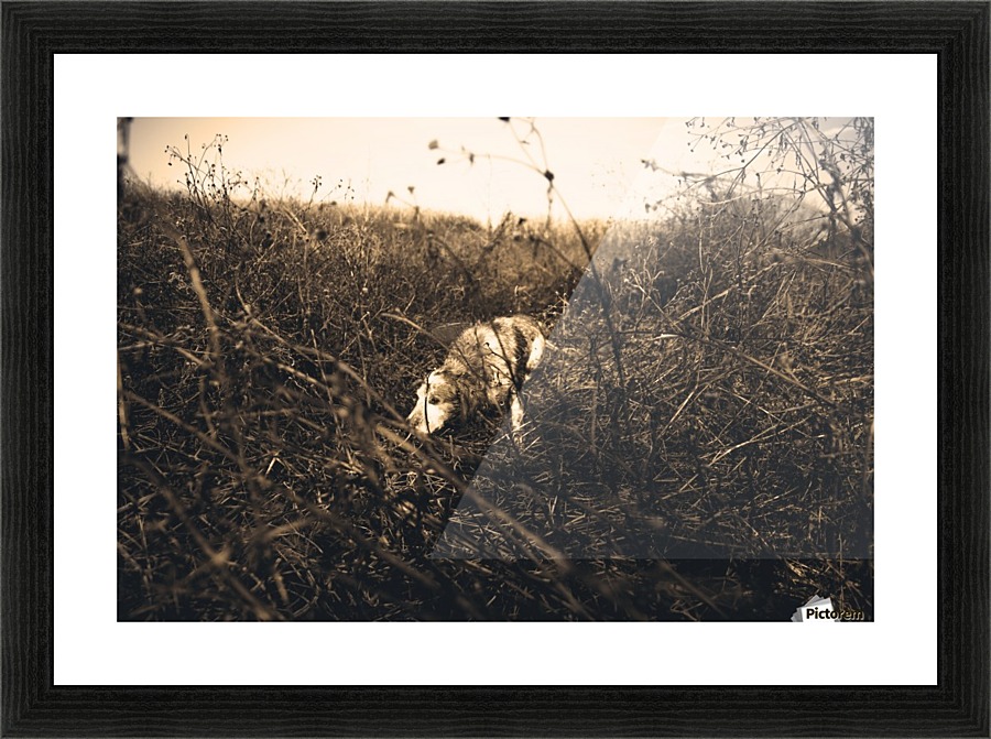 Sniffer  Picture Frame print