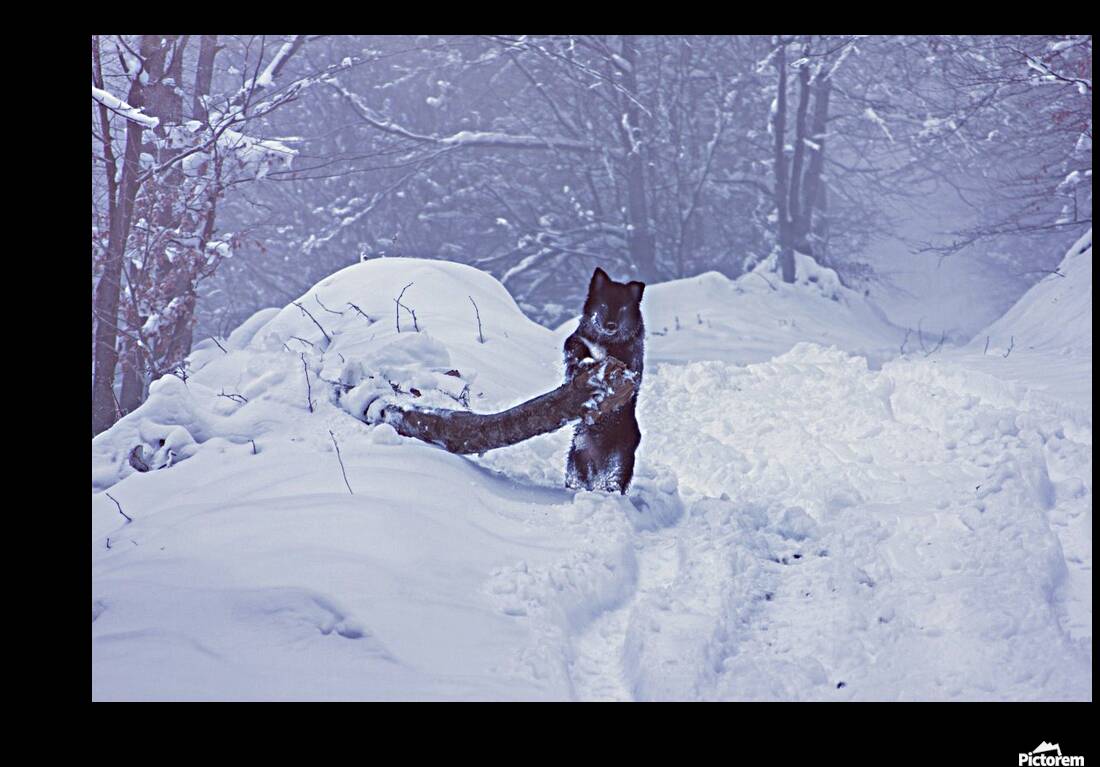 Lumberdog  Reproduction