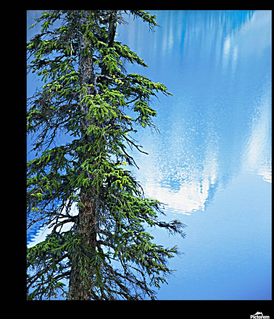Natural order Reproduction