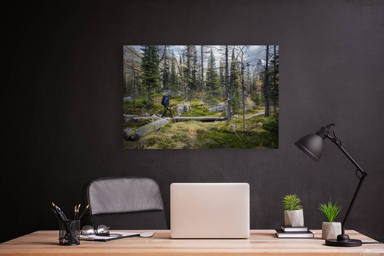 Forest and the trail Reproduction