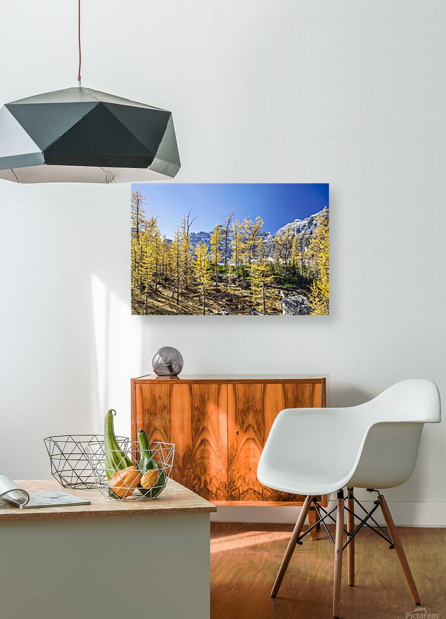 Larch hill Reproduction