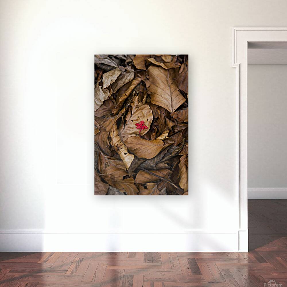 Red beauty Reproduction