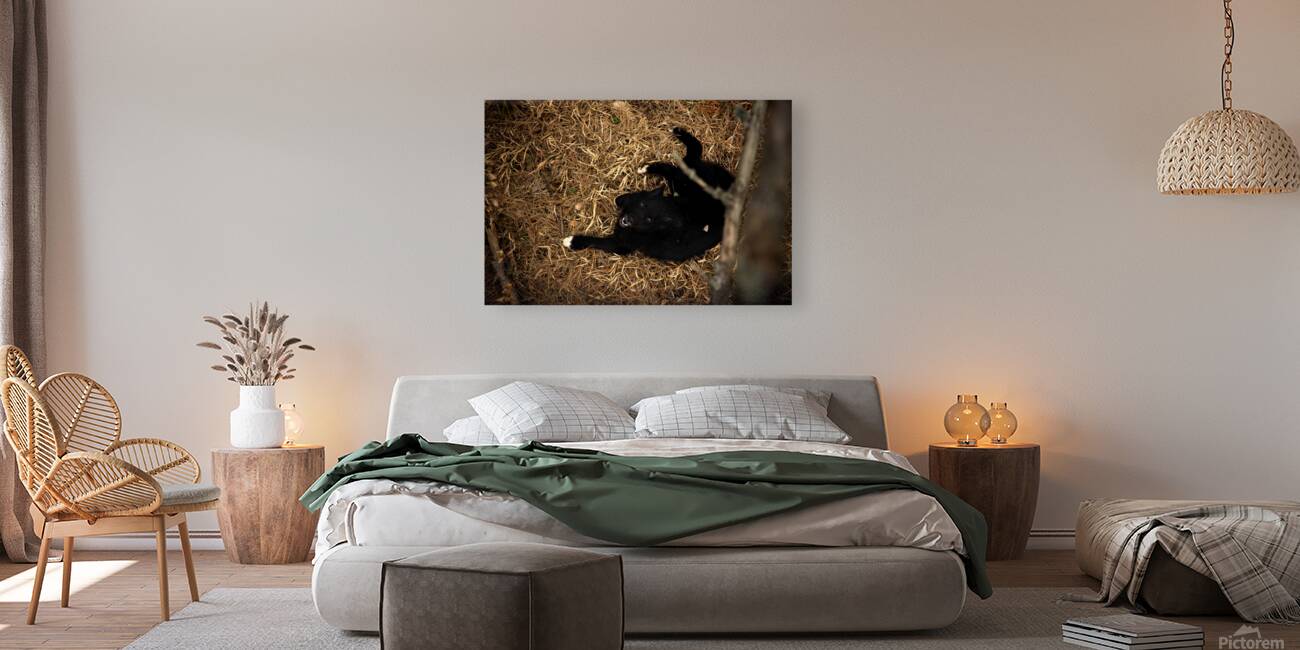 In a Dragons Nest Reproduction
