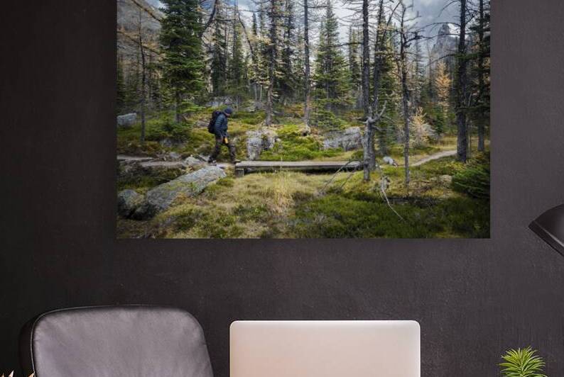 Forest and the trail Reproduction