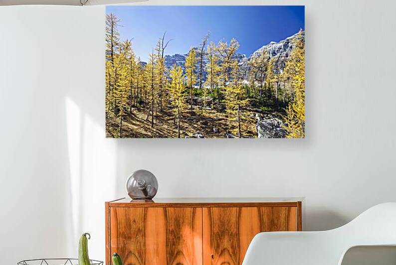 Larch hill by Marko Radovanovic