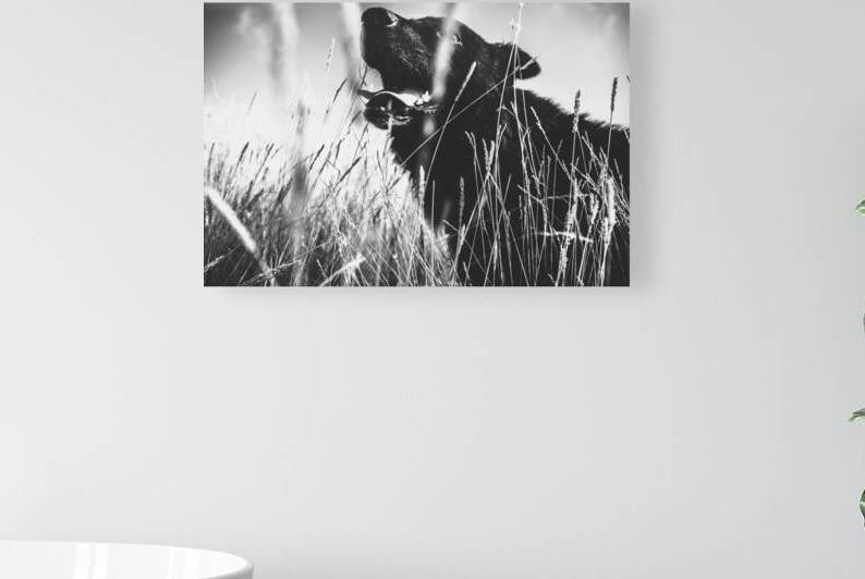 Black dog by Marko Radovanovic