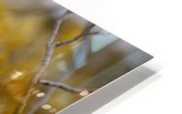 Desert rose HD Metal print