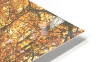 Autumn road HD Metal print