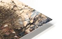 Sniffer  HD Metal print