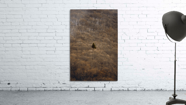 Why Wall Preview