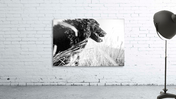 Wild days Wall Preview