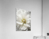 Twisted Florals  1 of 3 Acrylic Print