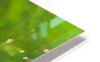 Chameleon HD Metal print