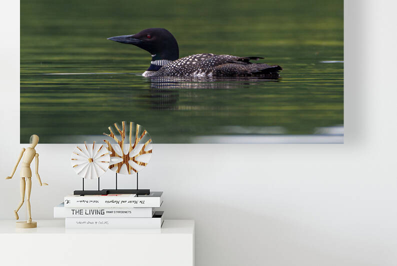 Loon chilling - Huard relax by Lunkenbein Photography
