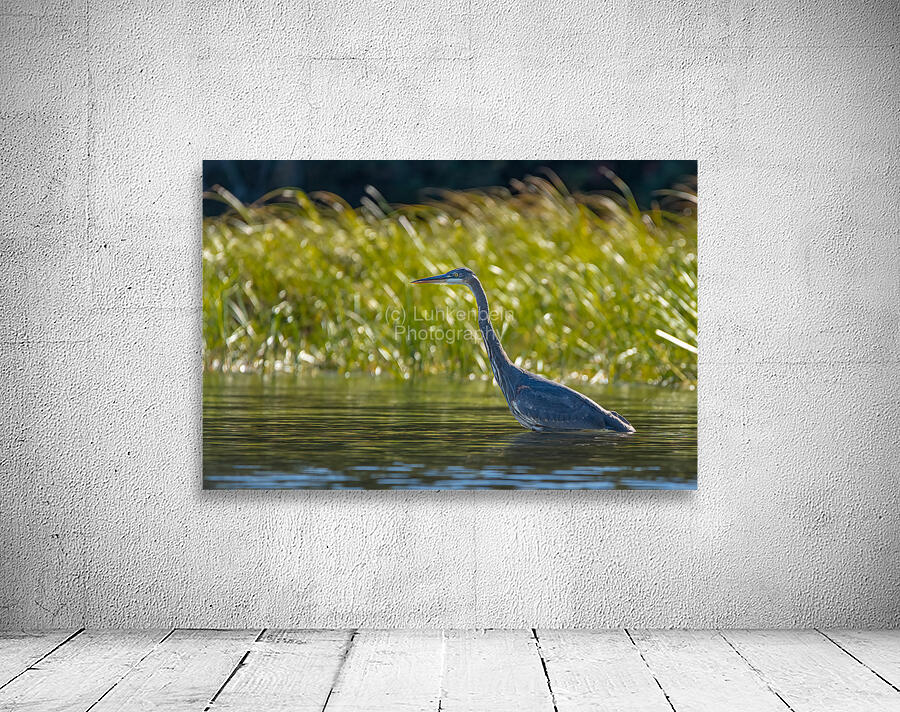 Heron Wall Preview