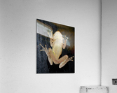Cuban Tree Frog Acrylic Print