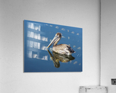 Pelican  Acrylic Print