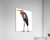 Blue Heron Florida Acrylic Print