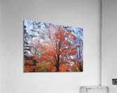 Foliage Acrylic Print