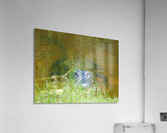 DSC01457 Acrylic Print