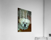 IM000475   Copy Acrylic Print