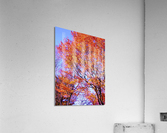 IMGP0419   Copy Acrylic Print