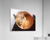 100 3675   Copy Acrylic Print
