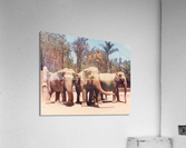 162 Acrylic Print