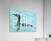 P1000584   Copy   Copy Acrylic Print