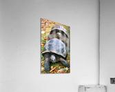 30a   Copys Acrylic Print