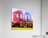 IMGP0324   Copy Acrylic Print