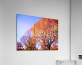 IMGP0416   Copy Acrylic Print