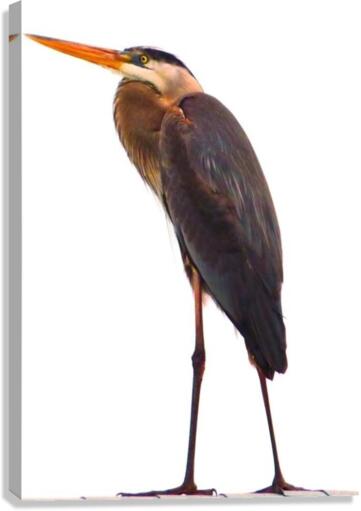 Blue Heron Florida Canvas Print