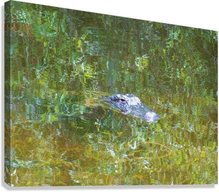 Gator Florida Everglades  Canvas Print