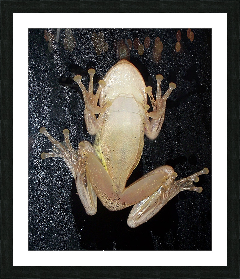 Cuban Tree Frog Picture Frame print