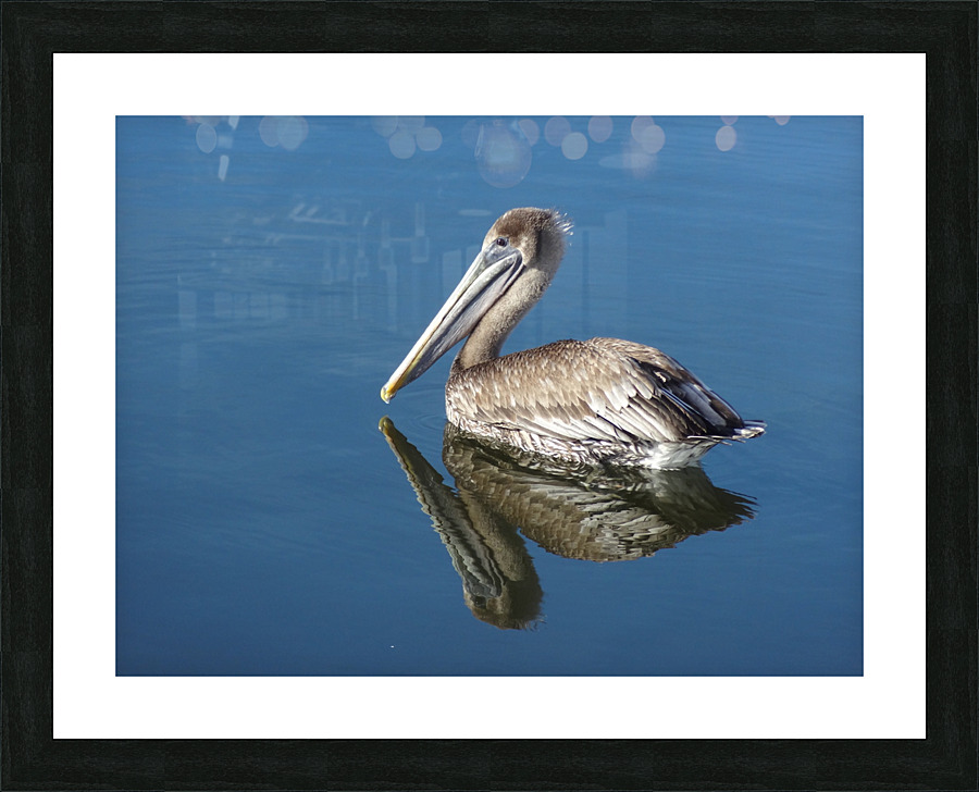 Pelican  Picture Frame print