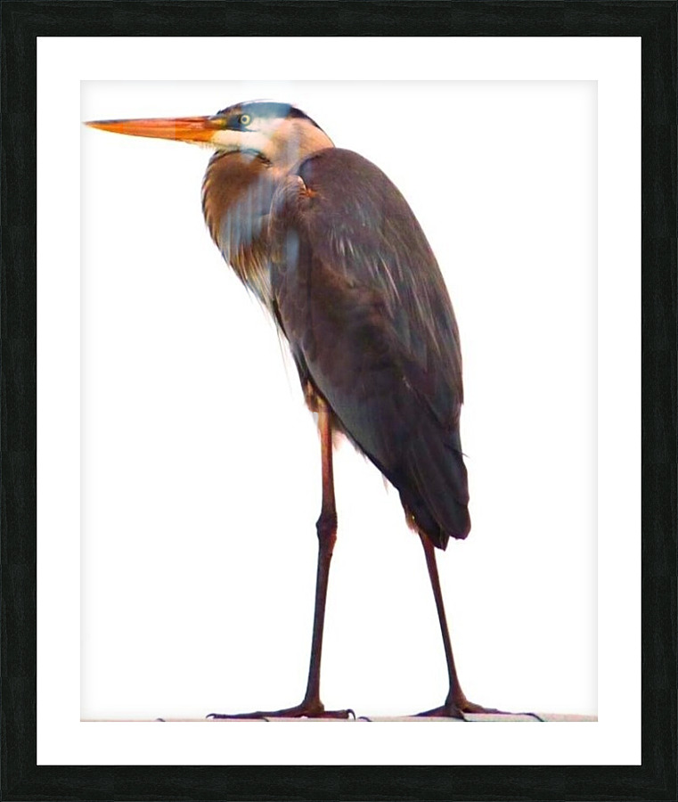 Blue Heron Florida Picture Frame print