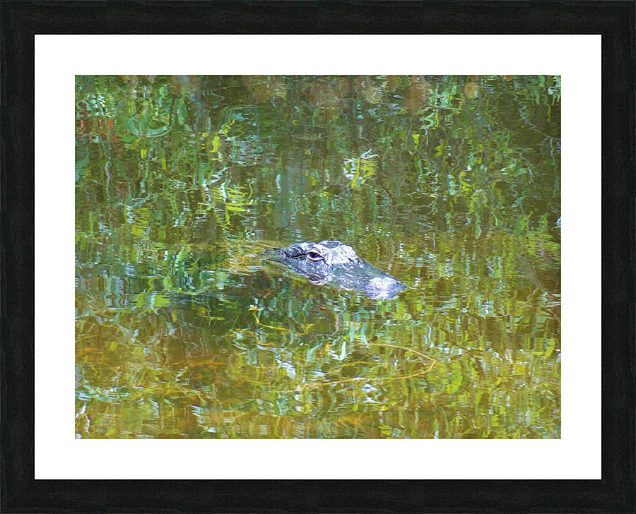Gator Florida Everglades  Picture Frame print