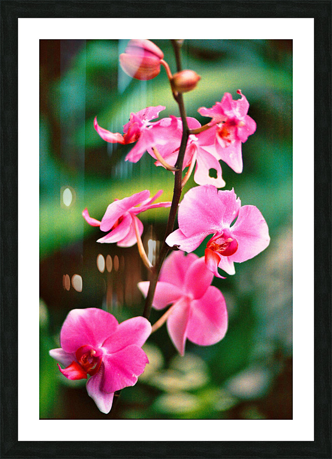 Flower Picture Frame print