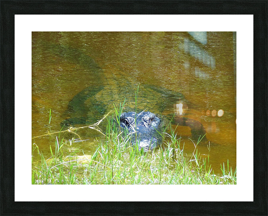DSC01457 Picture Frame print