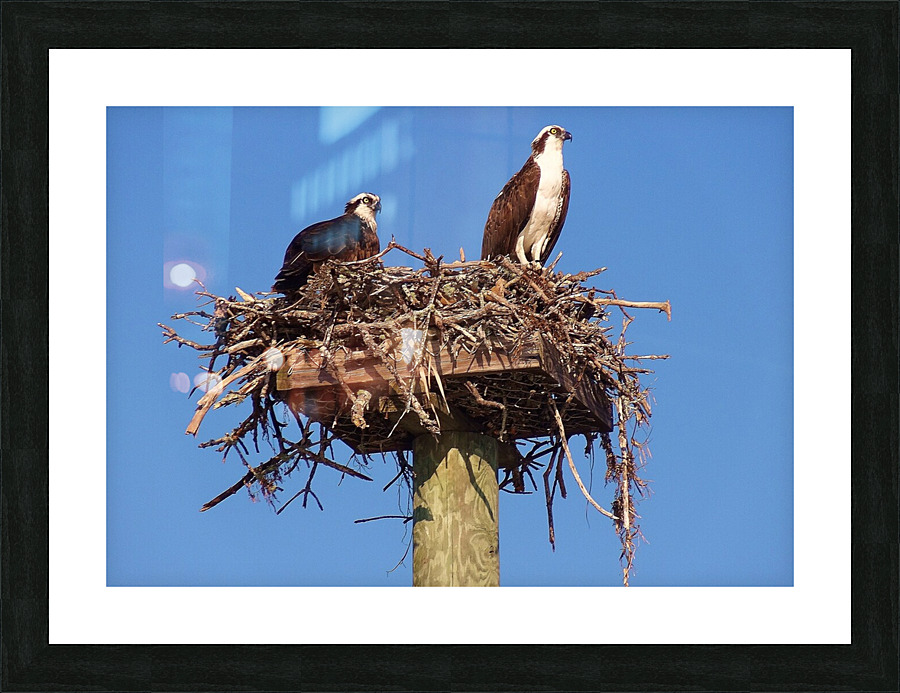 DSC06415 Picture Frame print