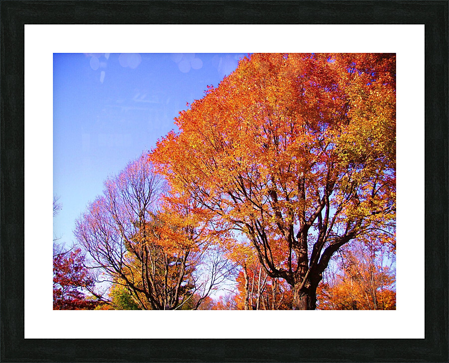 IMGP0416   Copy Picture Frame print