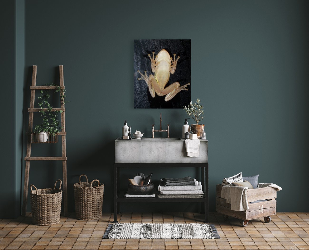 Cuban Tree Frog Reproduction