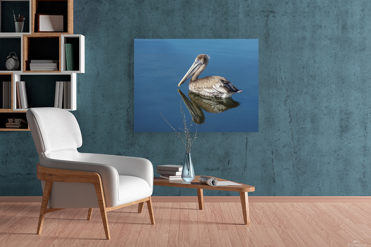 Pelican  Reproduction